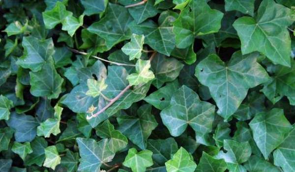 什么植物可以吸收甲醛,什么植物除甲醛效果最好最快图1