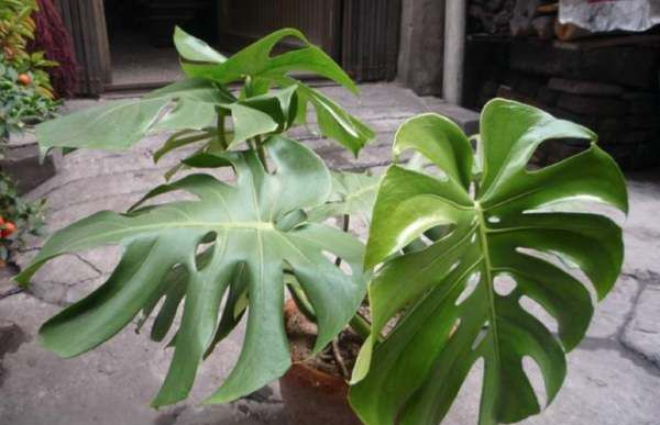 什么植物可以吸收甲醛,什么植物除甲醛效果最好最快图9