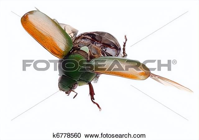 野外探险发现一只甲虫（罗布泊发现轿车大的神秘甲虫）(4)