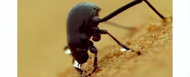 野外探险发现一只甲虫（罗布泊发现轿车大的神秘甲虫）(11)