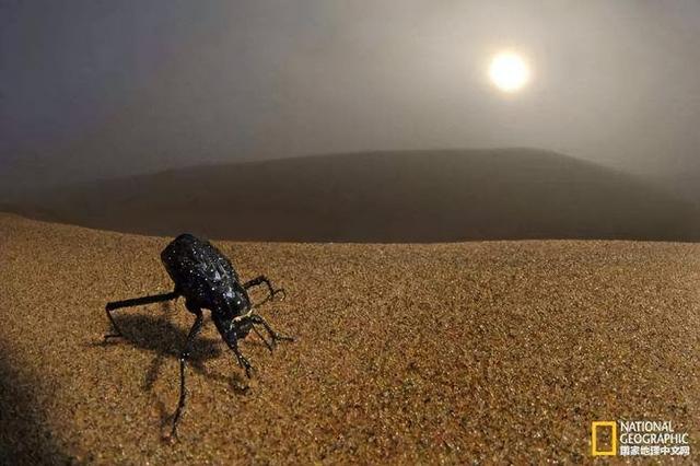 野外探险发现一只甲虫（罗布泊发现轿车大的神秘甲虫）(3)