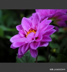 ​实拍18张粉色花卉照片，传达出甜美纯真的视觉效果，你喜欢吗？