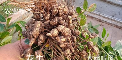 ​农业生产关键一招：合理选择花生播种时间