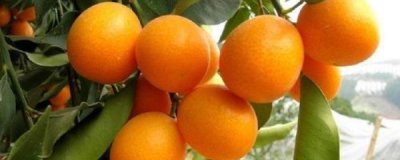 ​金枣盆景的养殖方法