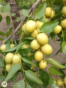 中国金丝小枣之乡——沧州