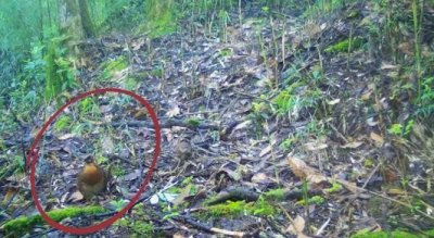 美姑大风顶首次拍到“鸟中大熊猫”四川山鹧鸪