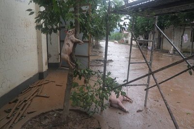 温州母猪终于上树了,猪用生命证明了男人的可信