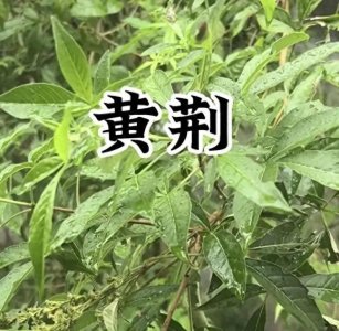 黄荆树逆袭:30省推广生态种植 深加工让柴火变“黄金”
