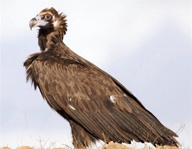 女驴友摔下悬崖,45分钟就被秃鹫吃光,被吃时甚至可能还活着