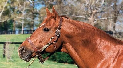 ​你知道吗？历史上著名的 10 匹马