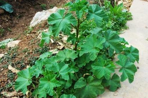 汉朝时期军队的军粮都是些什么?