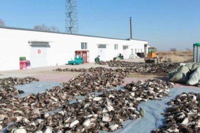 投放农药毒杀鸟类5000余只,13人获刑