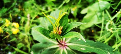 ​30种好听风雅的植物名