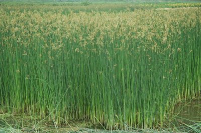 ​常见水生植物——水葱