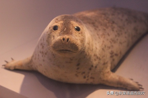 重庆自然博物馆：寓教于乐的亲子一日游好去处。免费还有恐龙看