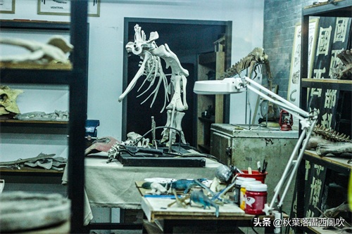 重庆自然博物馆：寓教于乐的亲子一日游好去处。免费还有恐龙看