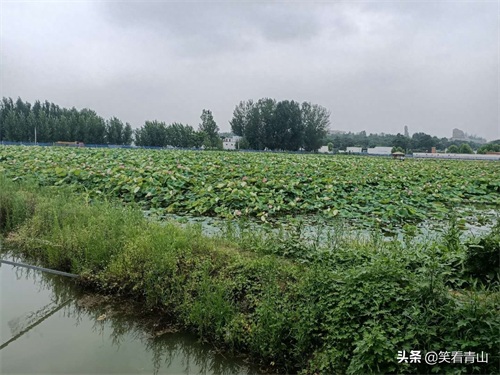巨野金山旅游新去处