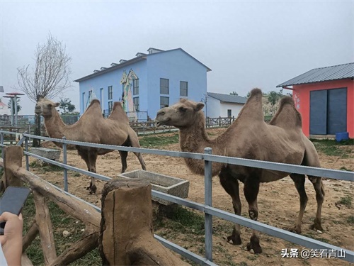 巨野金山旅游新去处