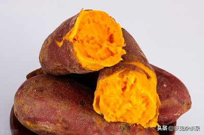 ​番薯的来历：源自美洲，西班牙人传播，靠走私进中国