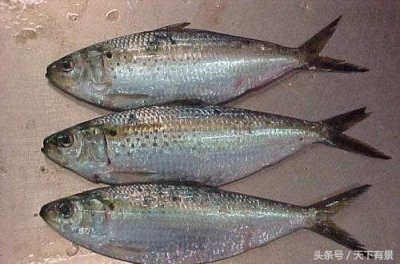 比臭豆腐还要可怕1000倍:史上最臭鲱鱼罐头