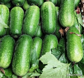 ​食材俗名记——节瓜：一节能挂一只瓜